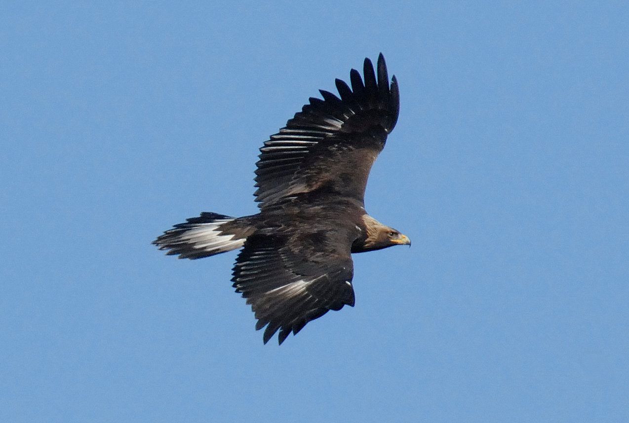 This immature golden eagle flew past the summit of Sunrise Mountain in New Jersey during the fall migration. This eagle and other raptors were using the lift generated by the wind blowing against the ridge to save energy and make better time to the wintering ground. The head is bronze with both immature and adult goldens; however, adults don’t have the white wing markings or tail band that this immature golden has.